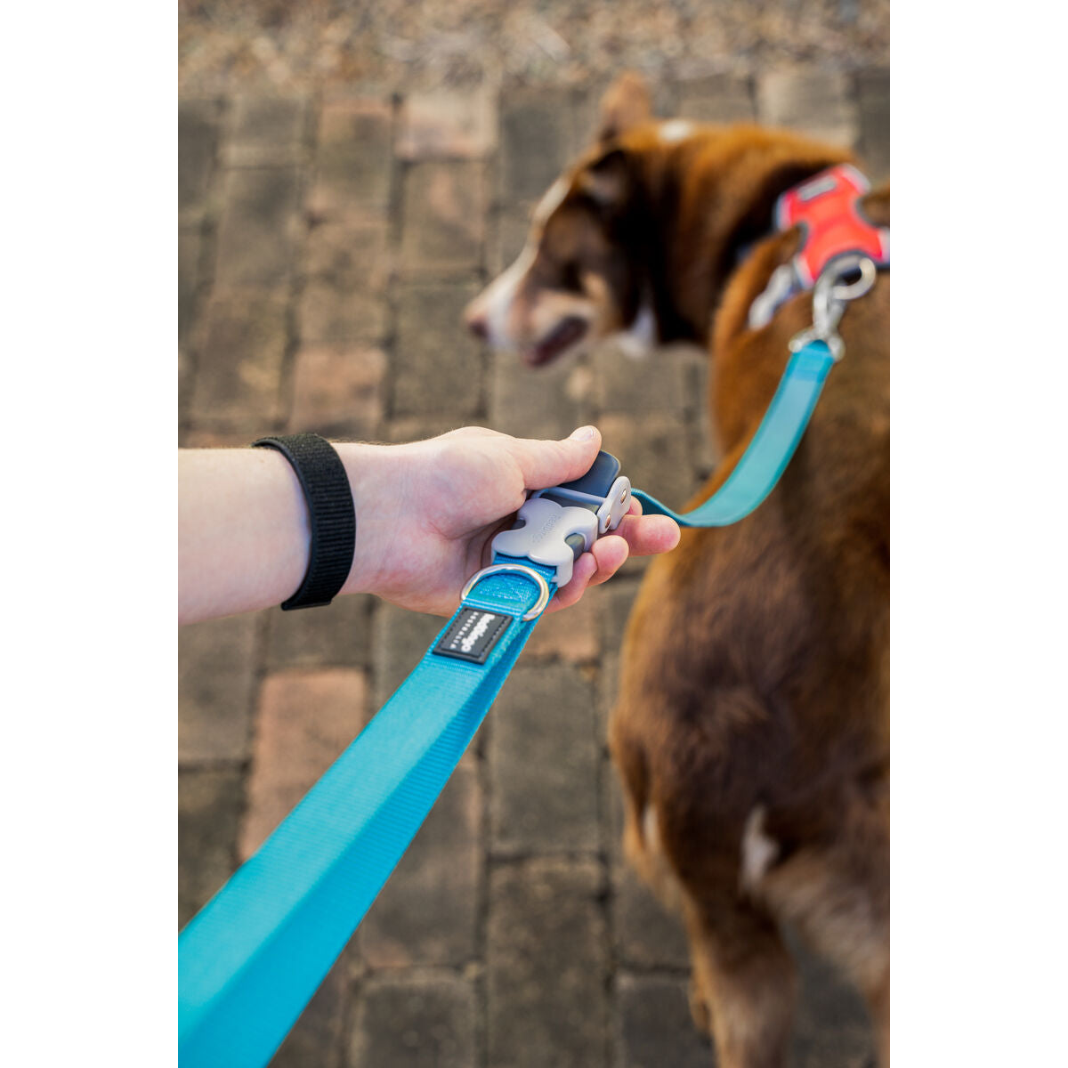 Dog Lead Red Dingo Black-5