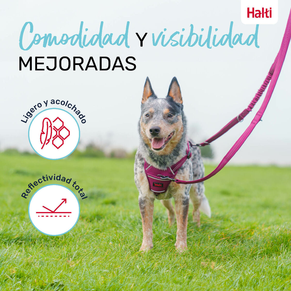Dog Lead Company of Animals Green L-5