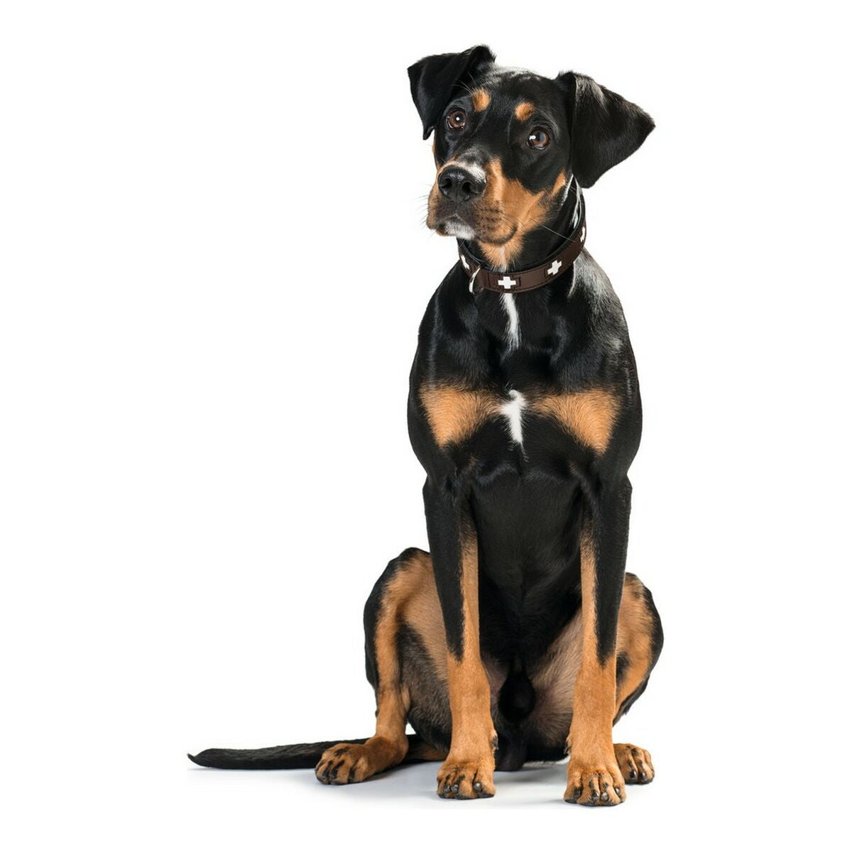 Dog collar Hunter Swiss Negro, marrón (24-28.5 cm)-3