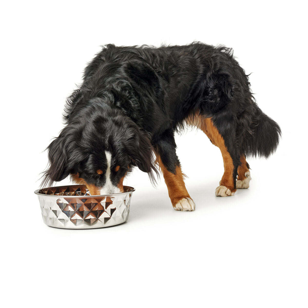 Dog Feeder Hunter Silicone Stainless steel 550 ml-6