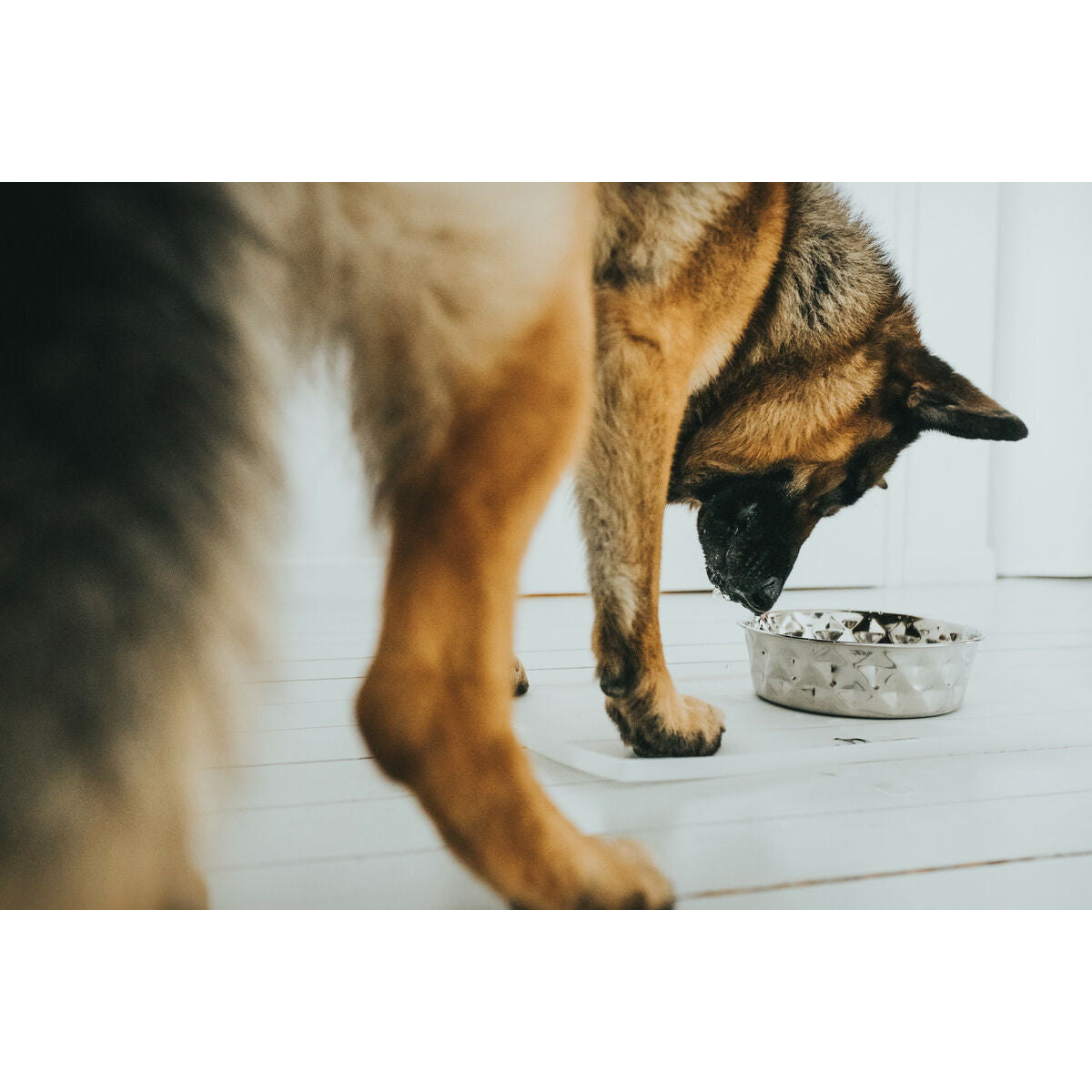 Dog Feeder Hunter Silicone Stainless steel 550 ml-4