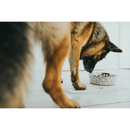 Dog Feeder Hunter Silicone Stainless steel 550 ml-4