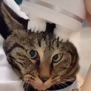 Meowssage Cica masszírozó